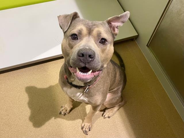 TWINKIE - Pit Bull Terrier available for adoption