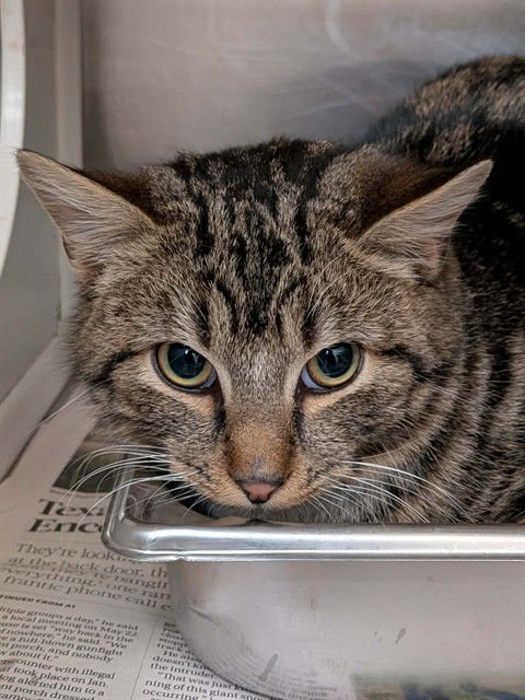 ANDY - Domestic Short Hair available for adoption