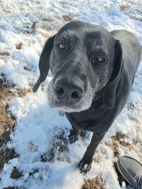 PIPER - Beagle / Labrador Retriever available for adoption