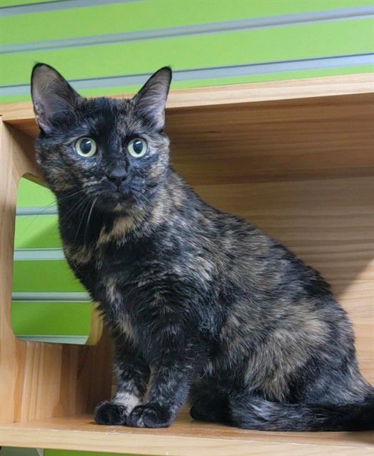 ELLIE - Domestic Short Hair available for adoption