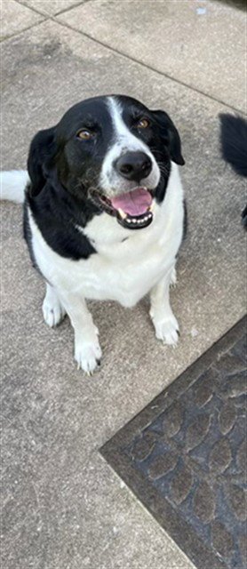 REMI - Border Collie available for adoption