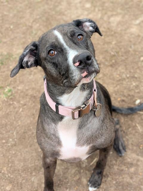 QUINN - Catahoula Leopard Dog available for adoption