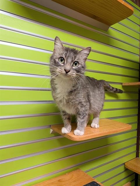 CATTI B - Domestic Short Hair available for adoption