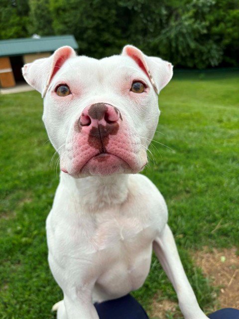 LILO - Pit Bull Terrier available for adoption
