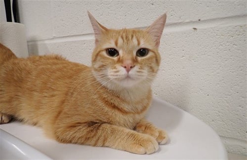 HARMONY - Domestic Short Hair available for adoption