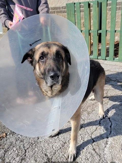 ROMEO - German Shepherd Dog available for adoption