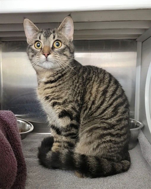 SINA - Domestic Short Hair available for adoption