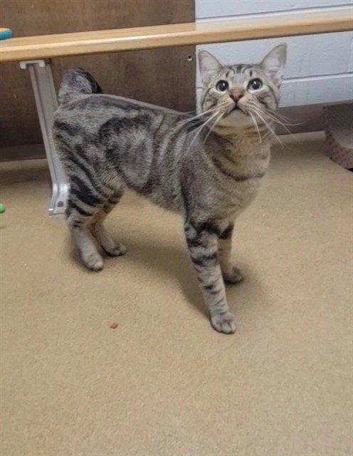 EDWARD - Domestic Short Hair available for adoption