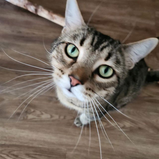 CAL - Domestic Short Hair available for adoption