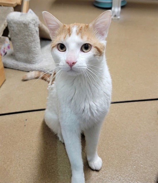 DJ MEOWLID - Domestic Short Hair available for adoption