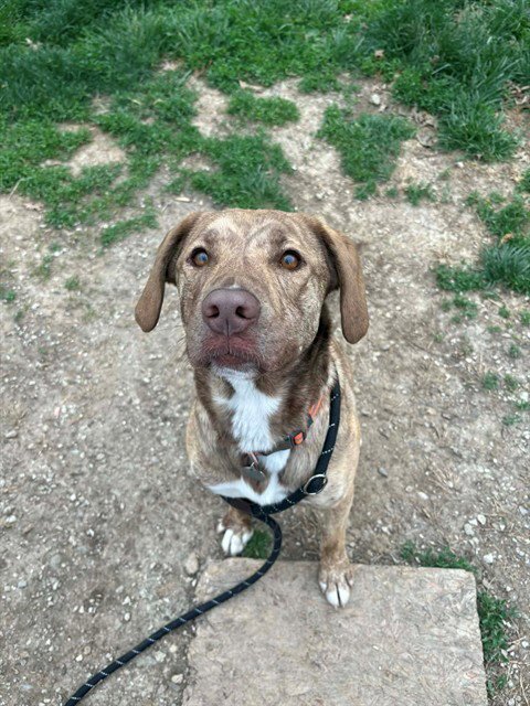 LULU - Labrador Retriever / Hound available for adoption