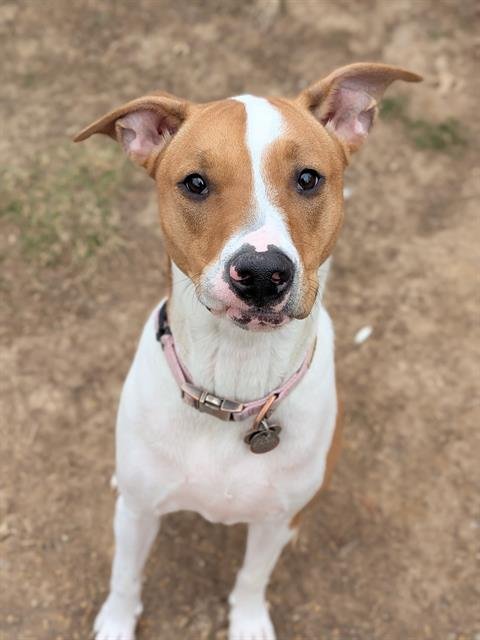 TRIXIE - Hound available for adoption