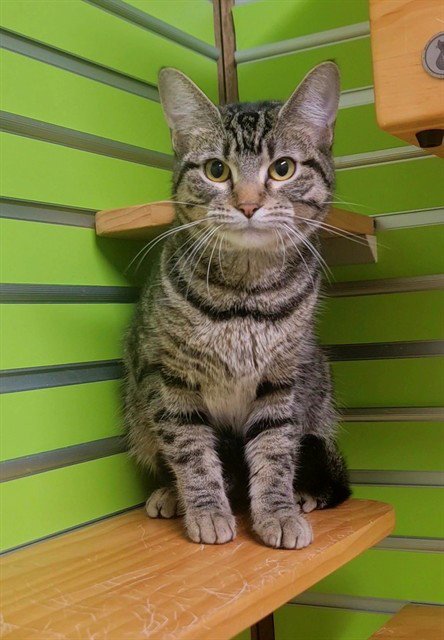 DARIA - Domestic Short Hair available for adoption