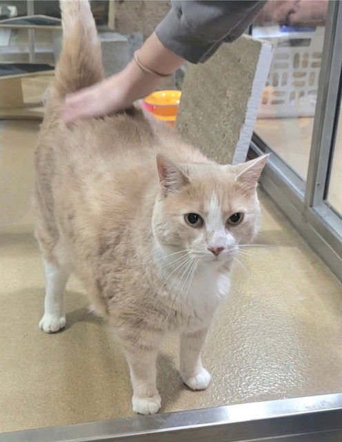 BENNINGTON - Domestic Short Hair available for adoption