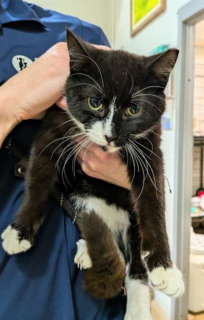 NAS - Domestic Short Hair available for adoption