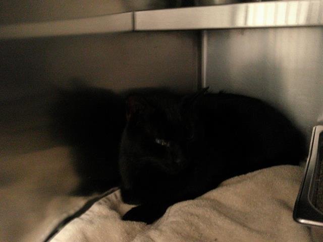 POPEYE - Domestic Medium Hair available for adoption