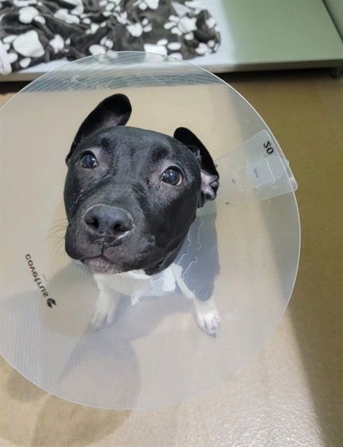 ORCA - Pit Bull Terrier available for adoption