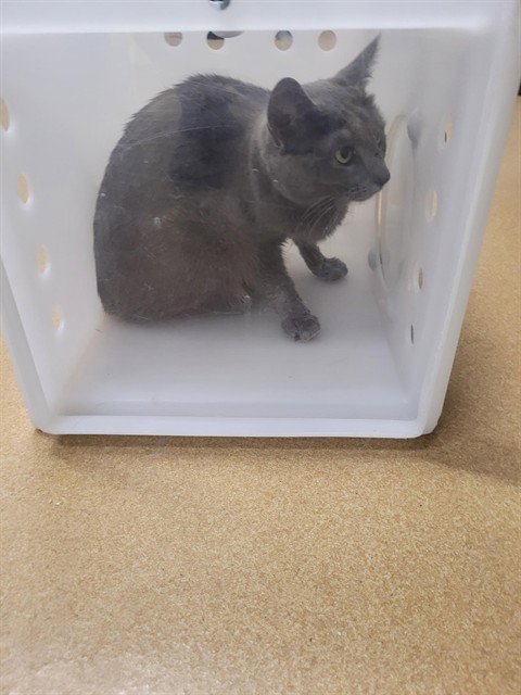 A529698 - Domestic Short Hair available for adoption