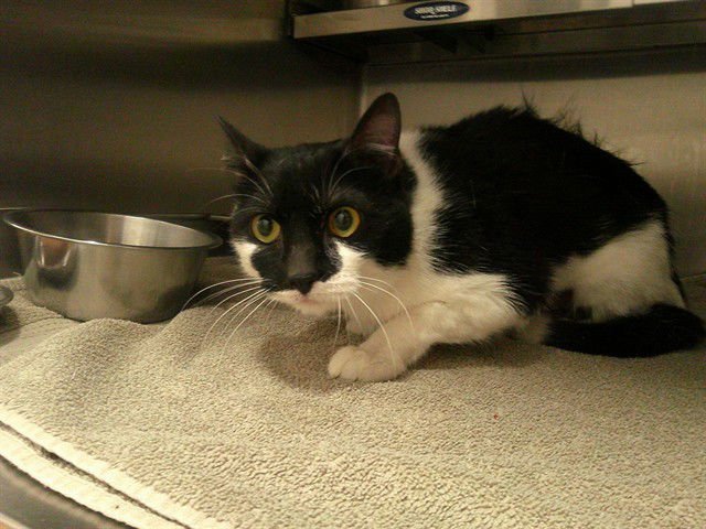 BOBBIE - Domestic Short Hair available for adoption