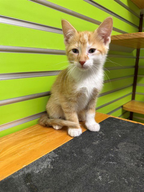 PIPPIN - Domestic Short Hair available for adoption