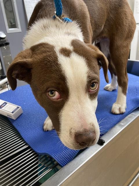 IVAN - Pit Bull Terrier available for adoption