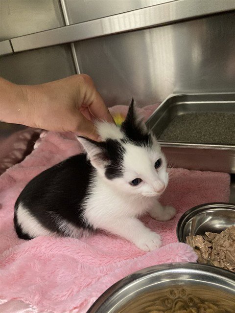 WHEEZER - Domestic Short Hair available for adoption