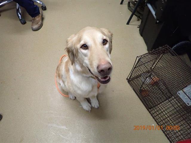 DAISY - Golden Retriever available for adoption