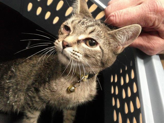 YOSHI - Domestic Short Hair available for adoption