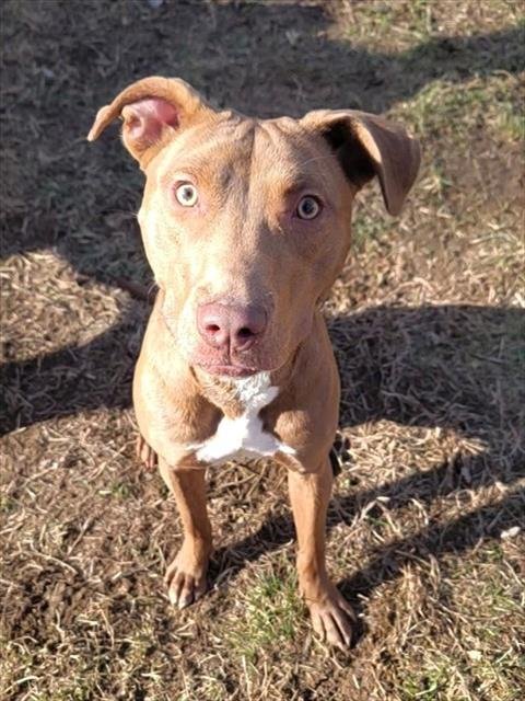 SASHA - Pit Bull Terrier available for adoption