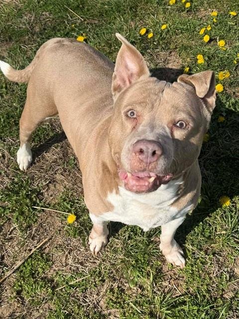 SERTA - Pit Bull Terrier available for adoption