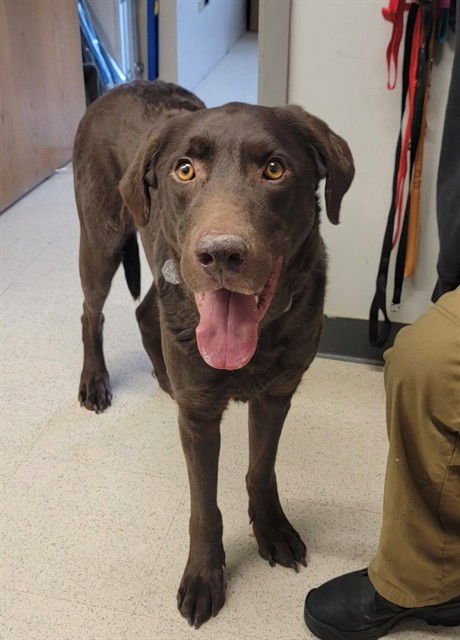 FERDINAND - Labrador Retriever available for adoption