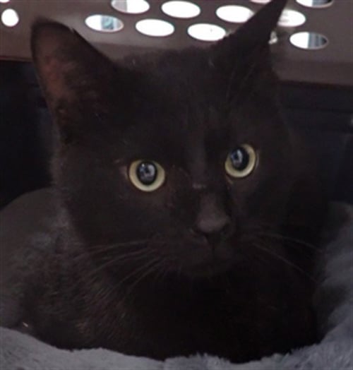 SQUIRREL - Domestic Short Hair available for adoption