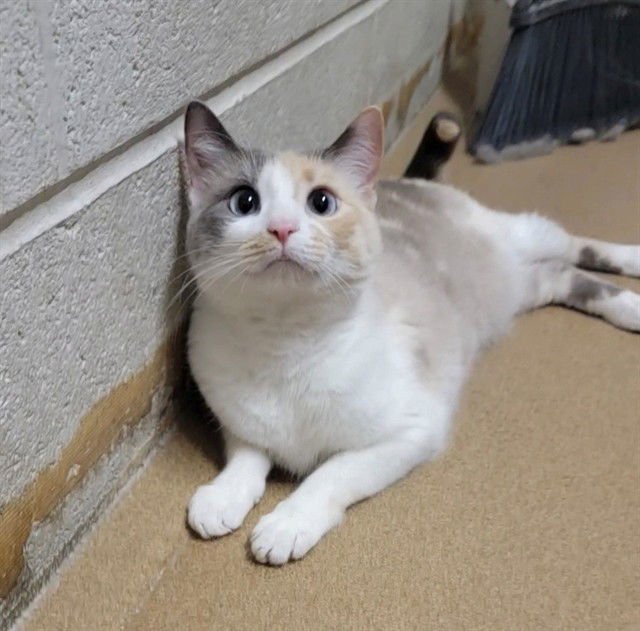 LUNA - Domestic Short Hair available for adoption