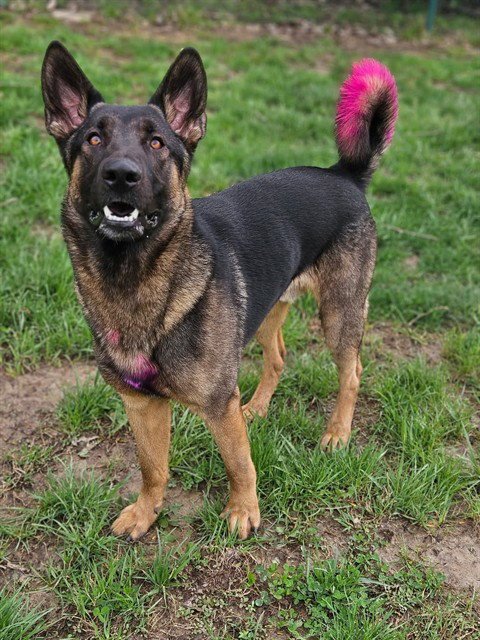 DEACON - German Shepherd Dog available for adoption