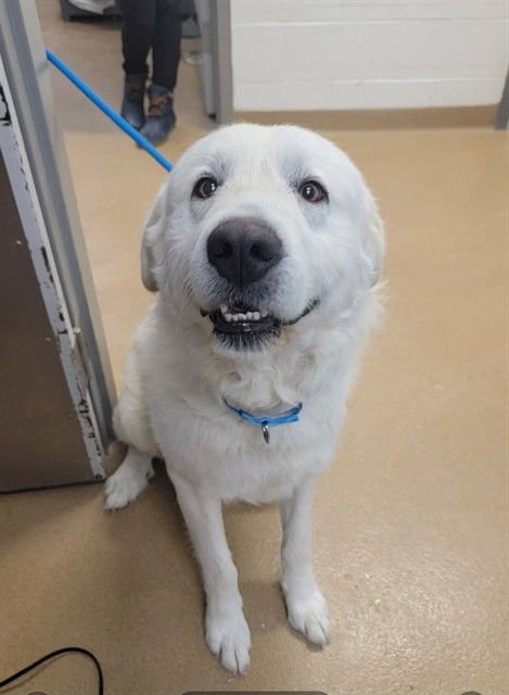 FALCOR - Great Pyrenees available for adoption