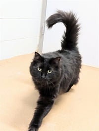 ZORRO - Photo 1