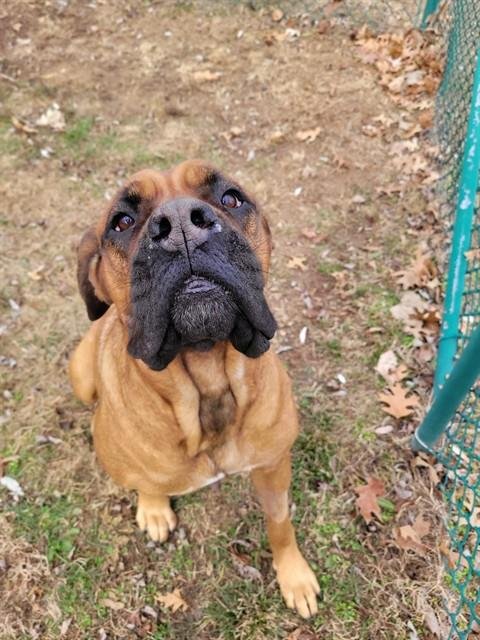 DAPHNE - Mastiff available for adoption