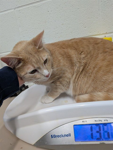 VIPER - Domestic Short Hair available for adoption