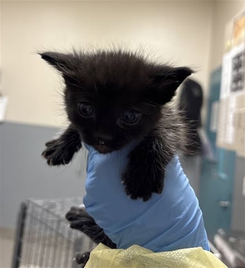 *OAK LEAF - Domestic Short Hair available for adoption