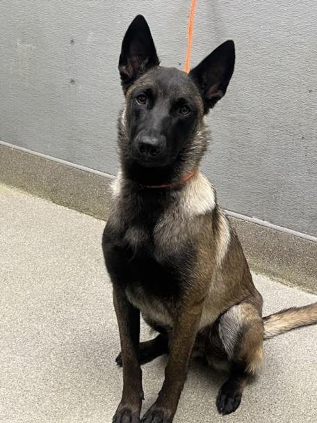 *DAISY DUCK - Belgian Shepherd Malinois available for adoption