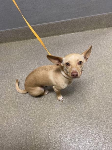 *THCOOBY - Chihuahua available for adoption
