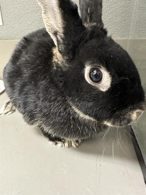 MS.B - Shorthaired Rabbit available for adoption
