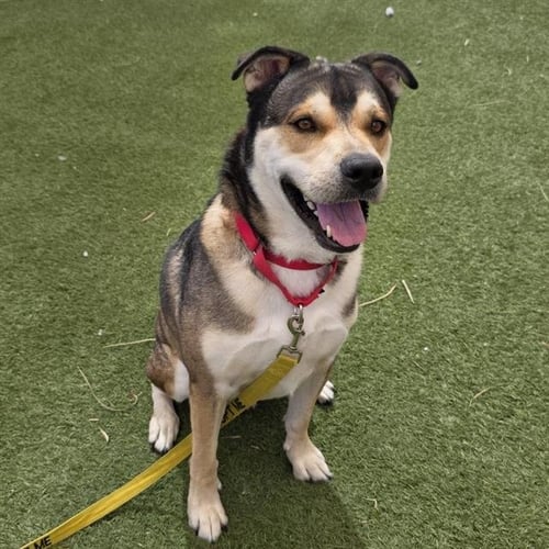 JR - German Shepherd Dog available for adoption
