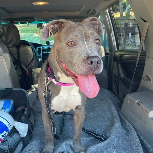 KONA - Pit Bull Terrier available for adoption