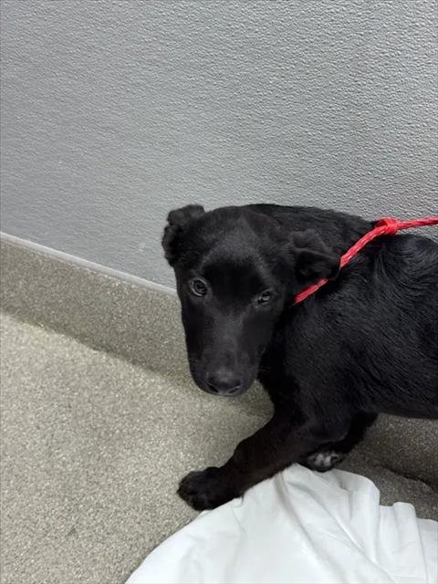 *BARRY - Queensland Heeler / Belgian Shepherd Malinois available for adoption