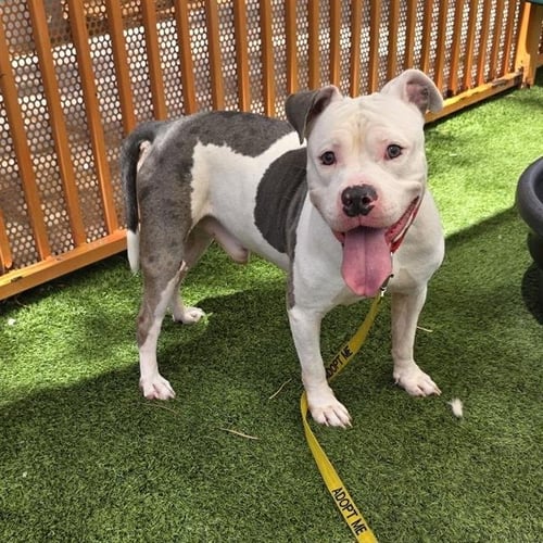 HOT BOY - Pit Bull Terrier available for adoption
