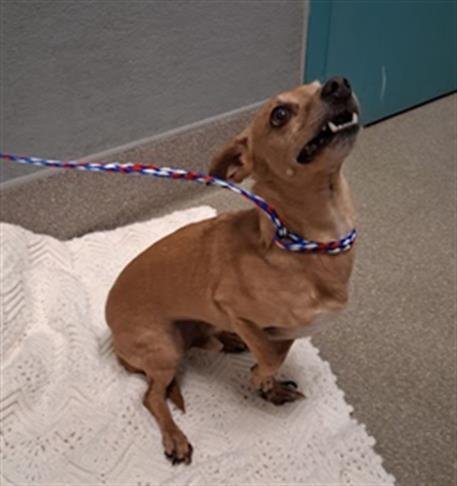 *MARLEY - Chihuahua available for adoption