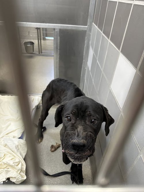 *GUMBO - Great Dane available for adoption