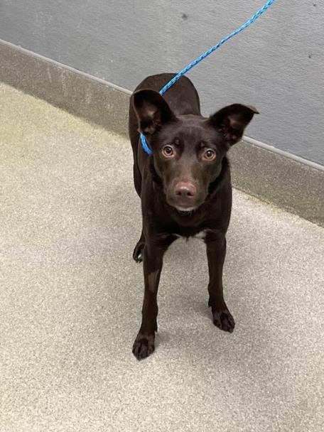 *JAMIE - Labrador Retriever available for adoption