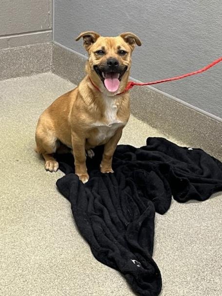 *CAPPUCCINO - Pit Bull Terrier available for adoption